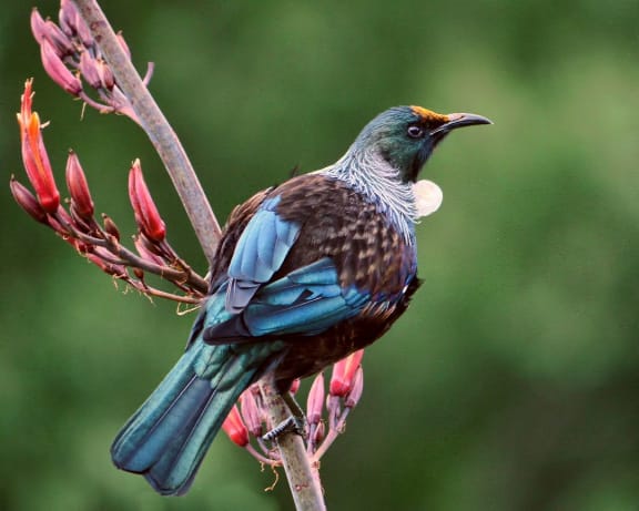 Tui on harakeke