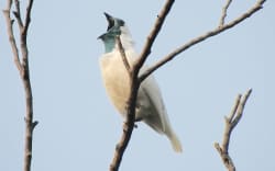 Researchers found that the bare-throated bellbird and the red-legged seriema both create songs at amplitudes above 120 decibels.