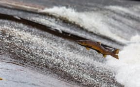 Salmon