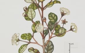 Ramarama, Lophomyrtus bullata.