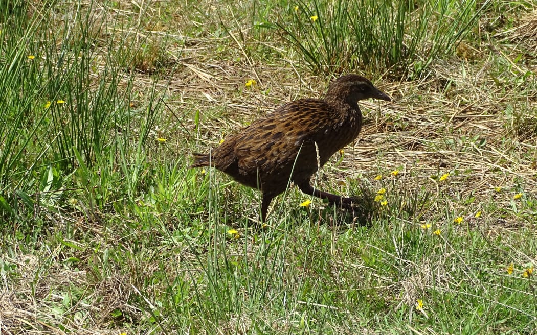 Weka are a common sight on the West Coast of the South Island.