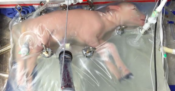 Lamb in the artificial womb