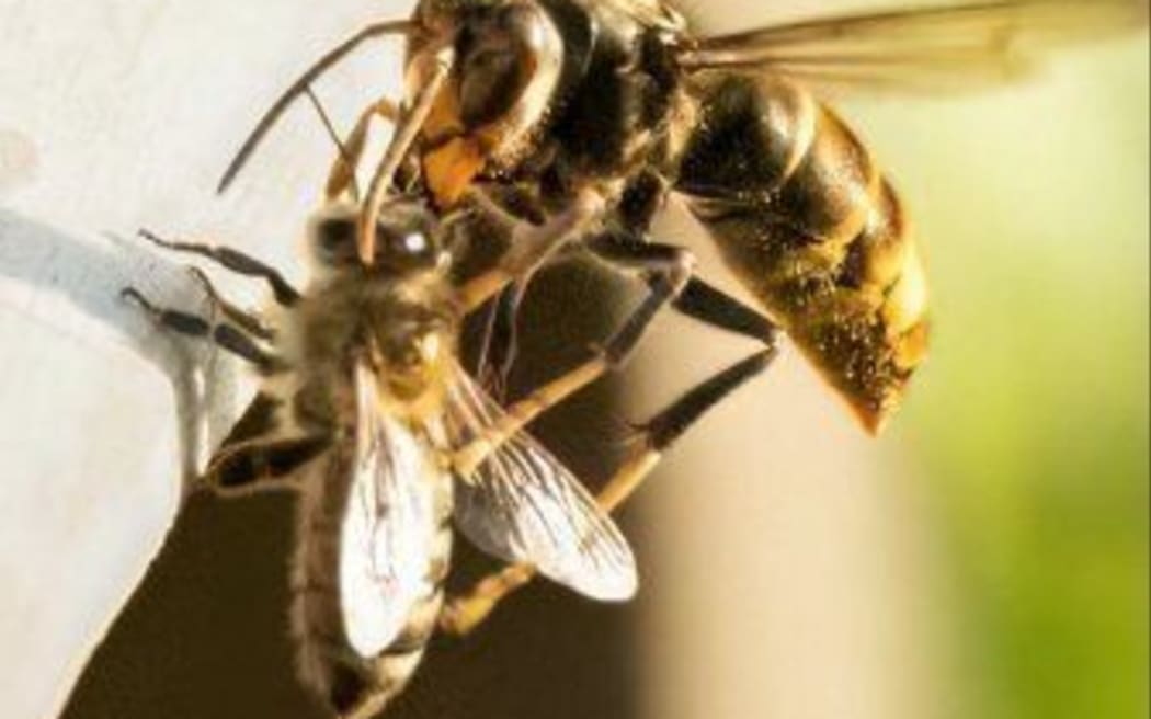 As of 22 December 38 queen hornets have been found, with 25 of those hornets found with nests.