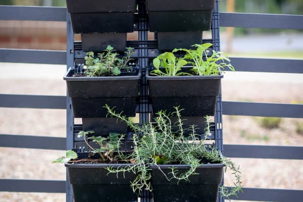 Belinda Thackeray says to think about 'capturing the sun as best you can' when positioning a vertical garden.