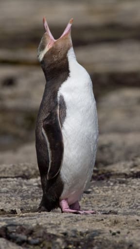 The yellow-eyed penguin, also known as hoiho or the noise shouter, was a subantarctic species that colonised mainland New Zealand soon after the Waitaha penguin became extinct due to Maori hunting