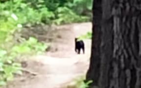 Close up of the 'panther' filmed by tourist Mark Orr from footage aired on RNZ's Checkpoint.