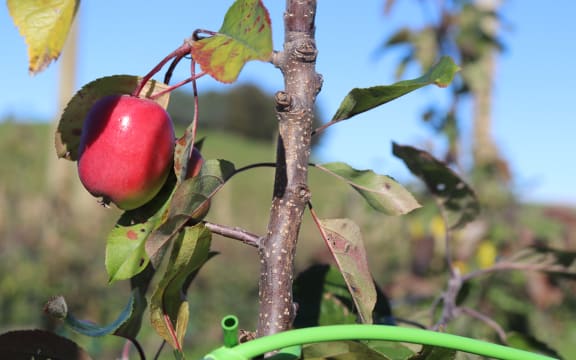 Orchard near Tangoio, north of Napier