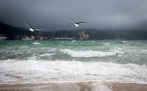 Seagulls making the most of the strong winds blowing into Oriental Parade.