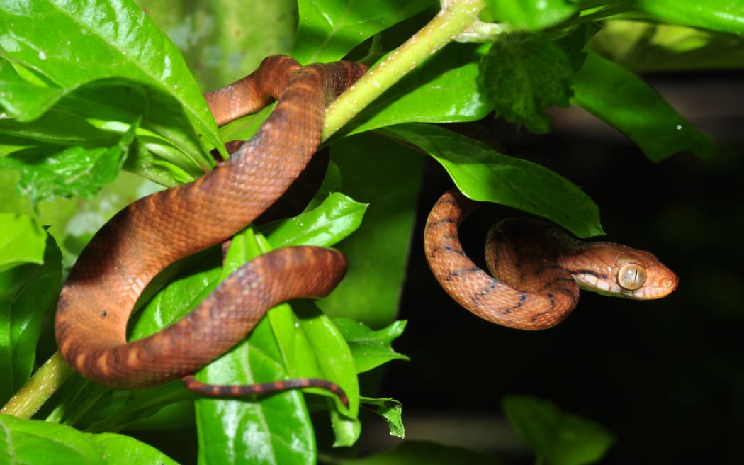 Brown tree snake in Guam