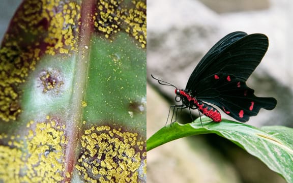 Myrtle rust & Butterfly