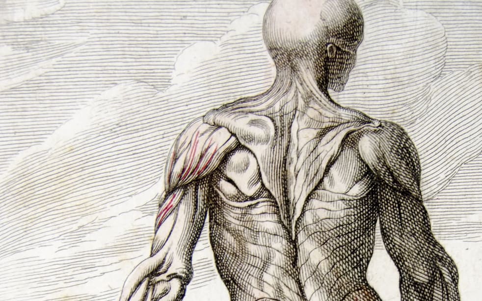 Muscles are at peak performance in our 20s, and decline in strength as we age. Old anatomical drawing of a well-muscled man.