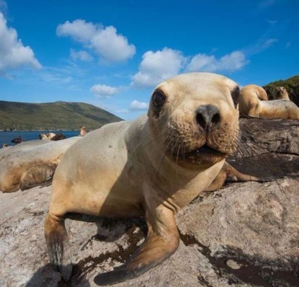 The main breeding ground for New Zealand sea lion / rāpoka pups is Auckland Islands.