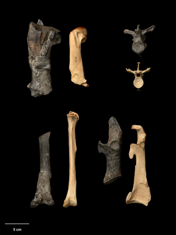 Partial bones of the new colossal fossil penguin (black) compared with those of an emperor penguin (pale). Clockwise from top left: humeri, vertebrae, coracoids, tibiotarsi.