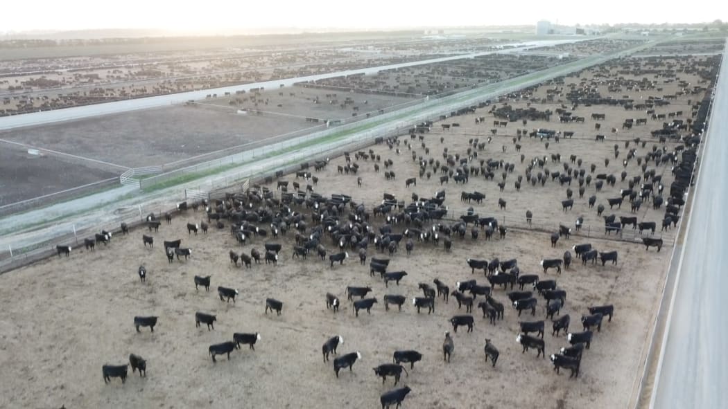 The Five Star Beef feedlot is the biggest in New Zealand.