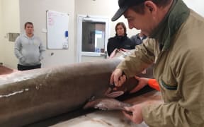 The great white shark that was caught off Taranaki was then dissected for scientific research purposes.