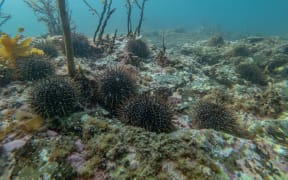 Kina shown, on barren seabed at The Noises islands in the Hauraki Gulf.