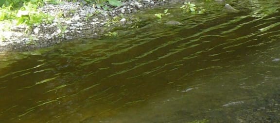 The outflow from the Waipawa sewerage treatment plant into the Waipawa River.
