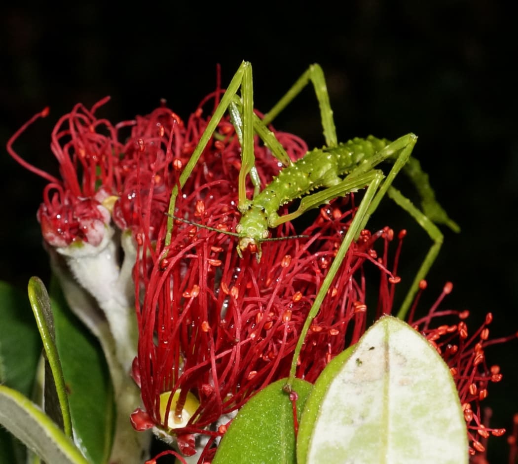 A female Acanthoxyla stick insect. The colour and number iof spines varies greatly between individuals.