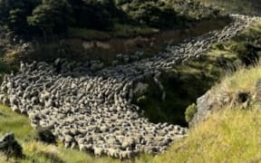 Green tinge in Hurunui District after rain