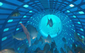 Snapper inside FloMo