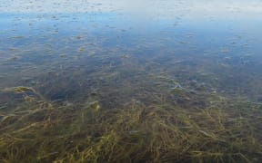 Ruppia - aquatic plant known by the common names beaked tasselweed, widgeon grass, ditch-grass and tassel pondweed.