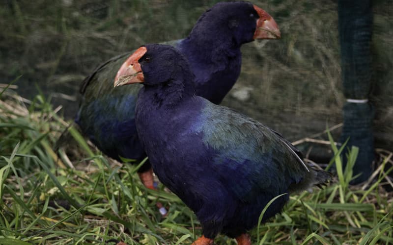 Nature's milestones you may have missed | RNZ