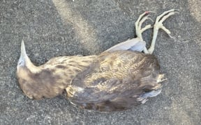 A male matuku-hūrepo/Australasian bittern killed on State Highway 12 near Dargaville.