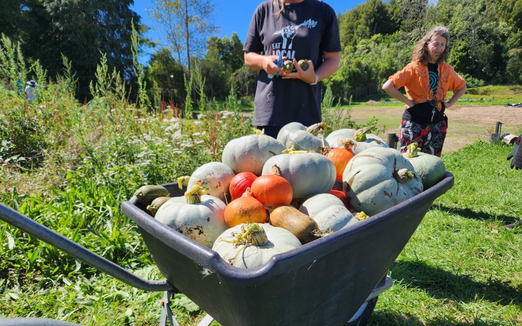The pumpkin harvest at Kai Rotorua