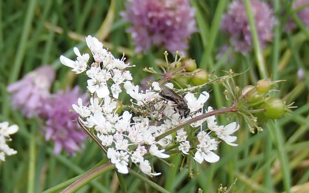 A male Lasioglossum native bee on a coriander flower. Native bees are small, mostly black, and very flighty.
