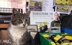 Rodney the hardware store cat missing again