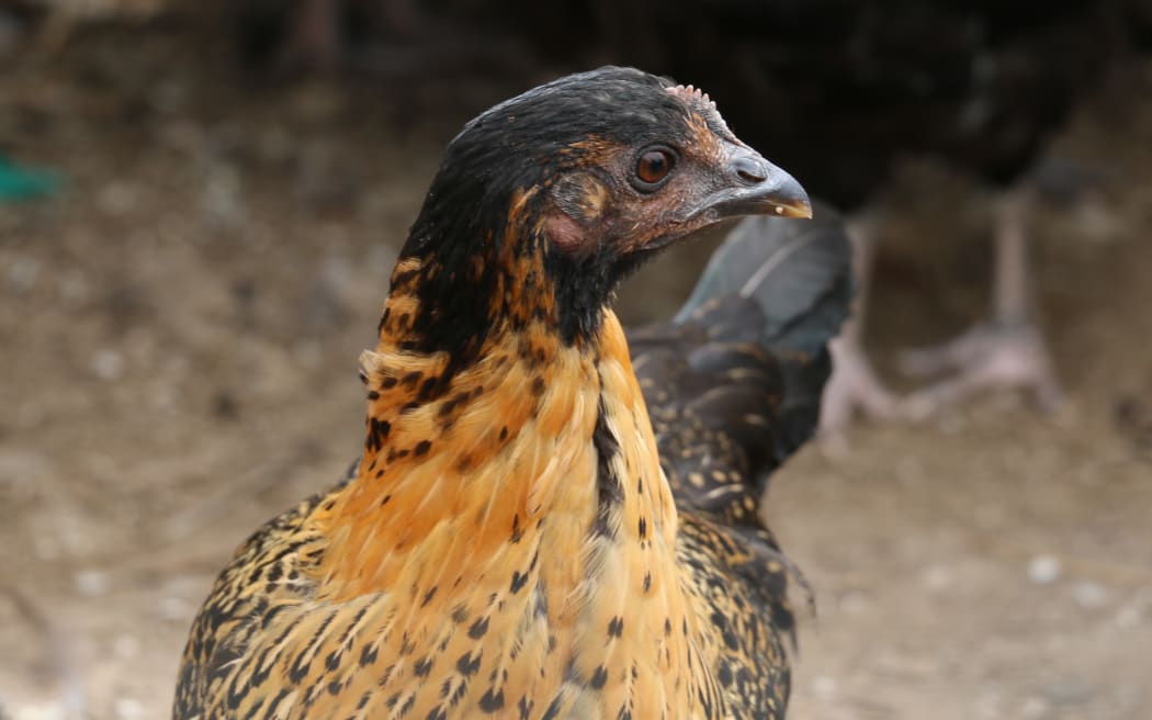 North Canterbury Chicken Rescue