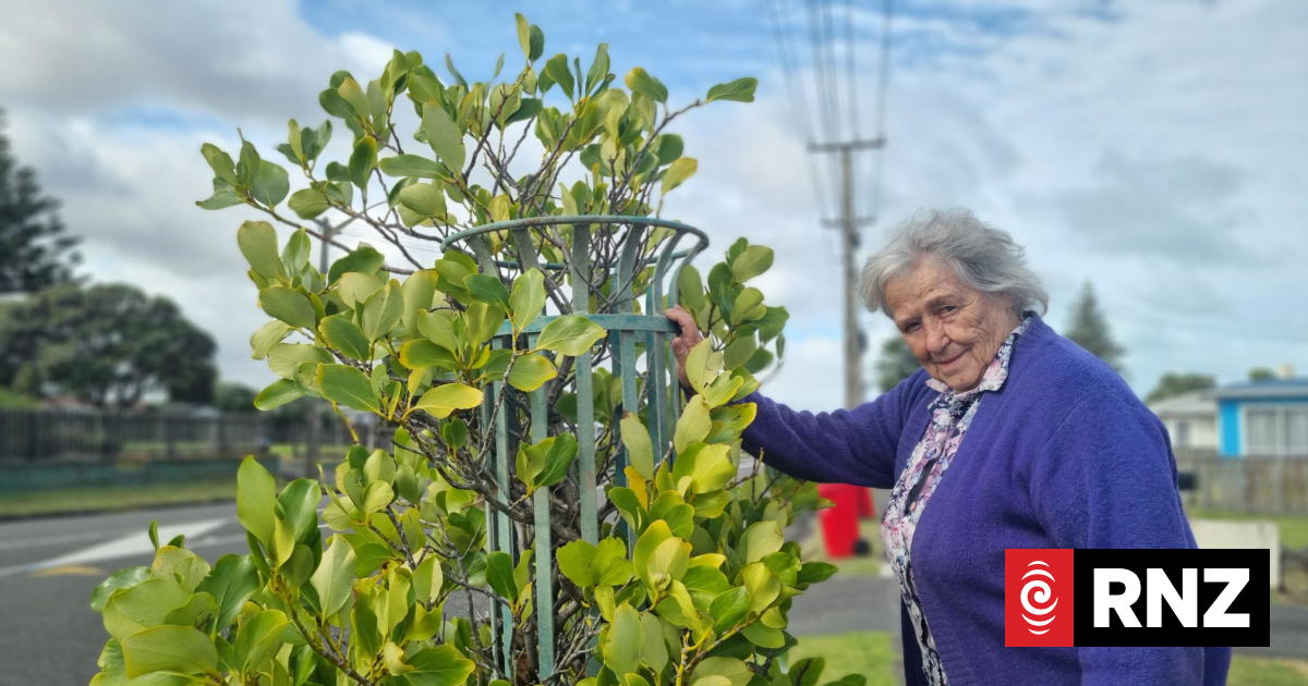 Solution sought for 'ghost' trees of Castlecliff