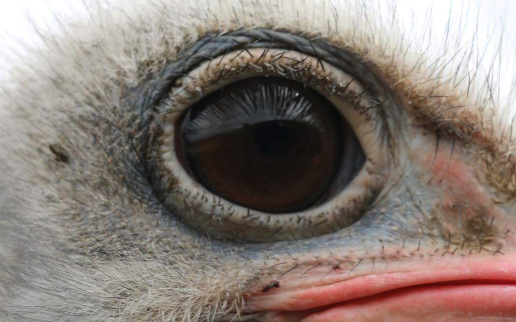 Ian Knowles has more than sheep and cattle on his North Canterbury farm