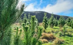 One of IKEA’s Central Hawke’s Bay forestry blocks.