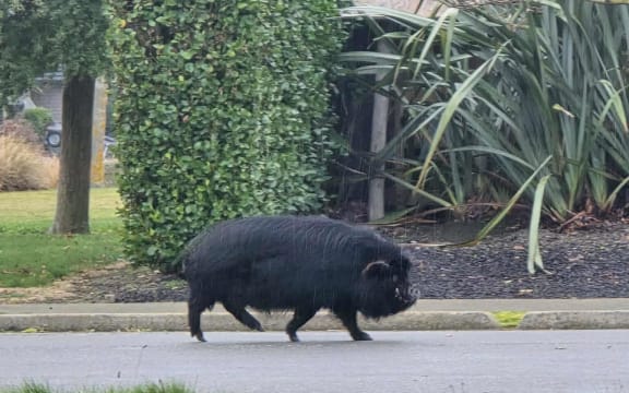 Wendy Campion spotted the pig wandering along the street in Pegasus on Monday.
