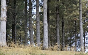 Gisborne district councillors have concerns about potential changes the Government is considering to the National Environmental Standards for Commercial Forestry.