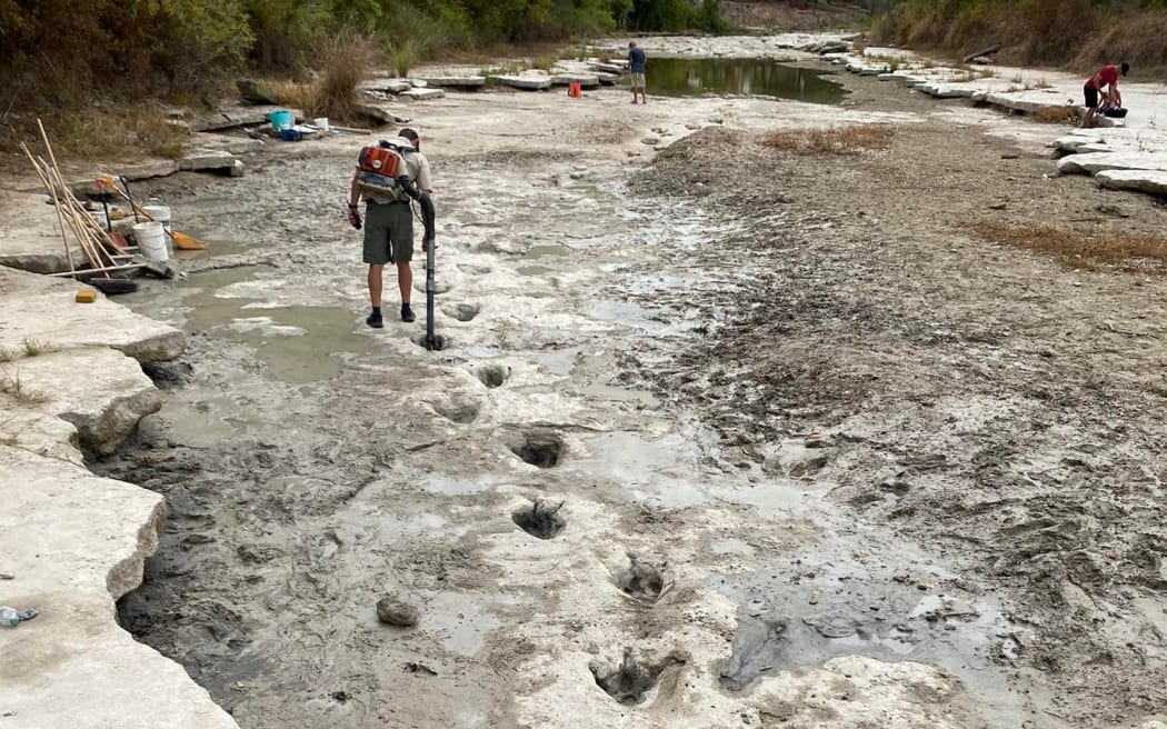 Dinosaur tracks from around 113 million years ago, discovered after severe drought conditions dried up a river flowing through Dinosaur Valley State Park.