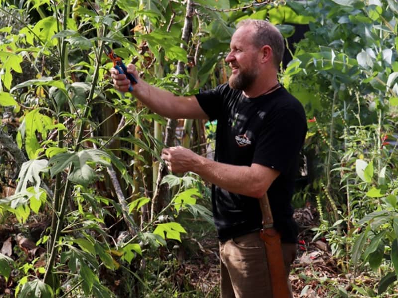 Kris Edgington cutting a biomass plant - Mexican sunflower - at his Te Puke property.