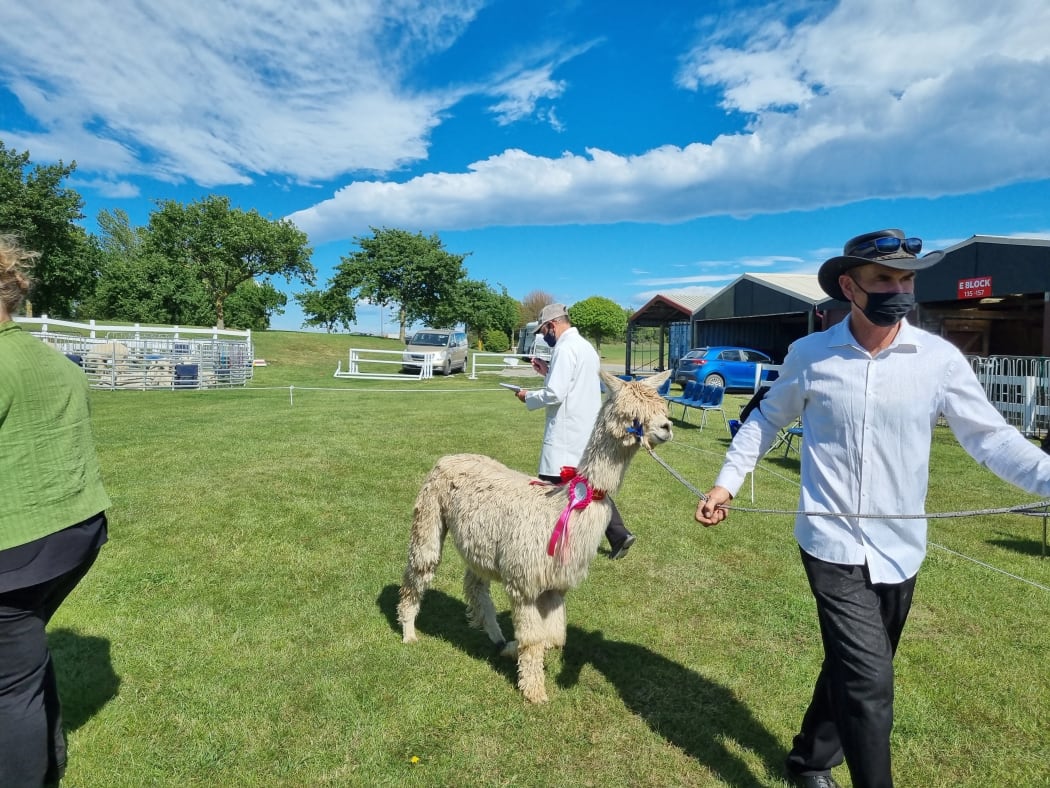 One of the winners in the alpaca competition at the A & P Grounds on 12 November.