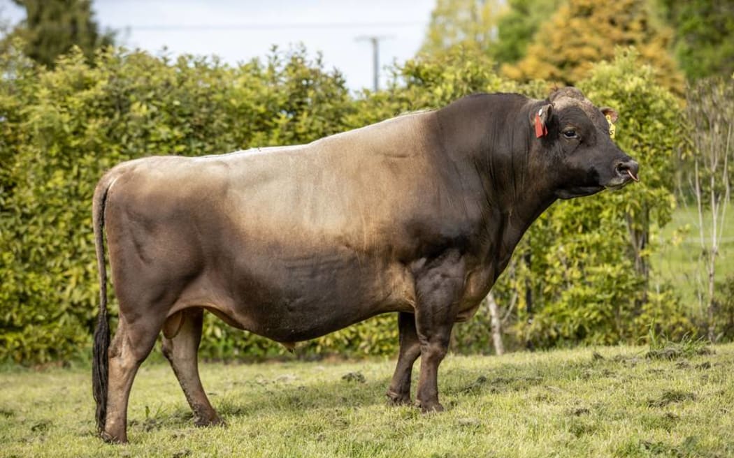 27 young bulls have graduated into LIC’s artificial breeding bull teams this spring including Jersey bull, Careys CM Lexicon S2J (pictured).