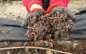 Worms glorious worms...