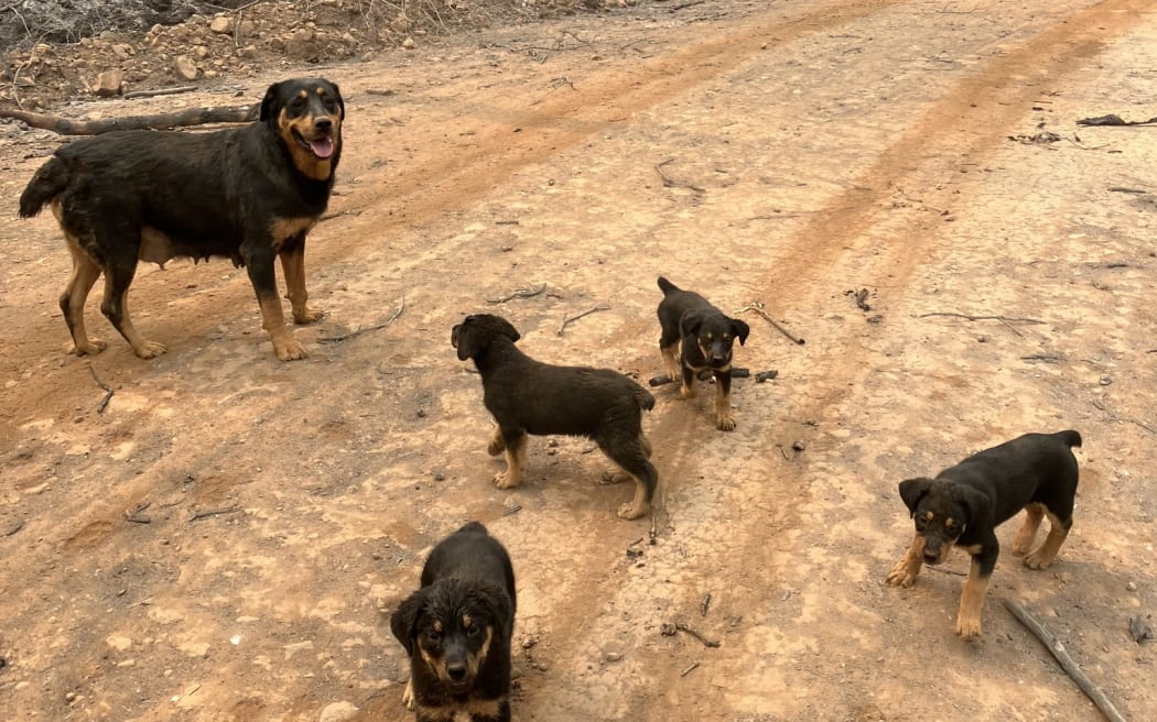 Rescued dogs from California wildfire