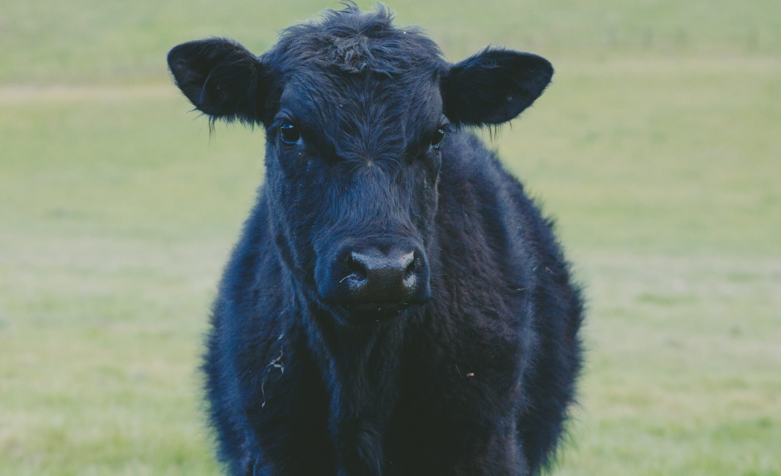 A black heifer.