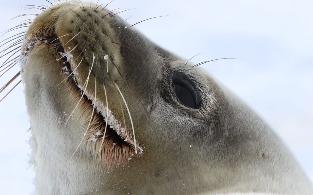 A close-up of a Weddell seal's face, with its whiskers, dark eyes and grey-brown fur.