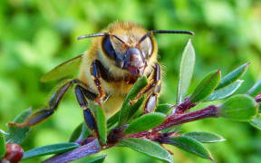 True Honey Co