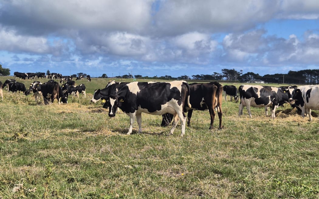 Dairy cows grazing on supplementary feed in Taranaki.