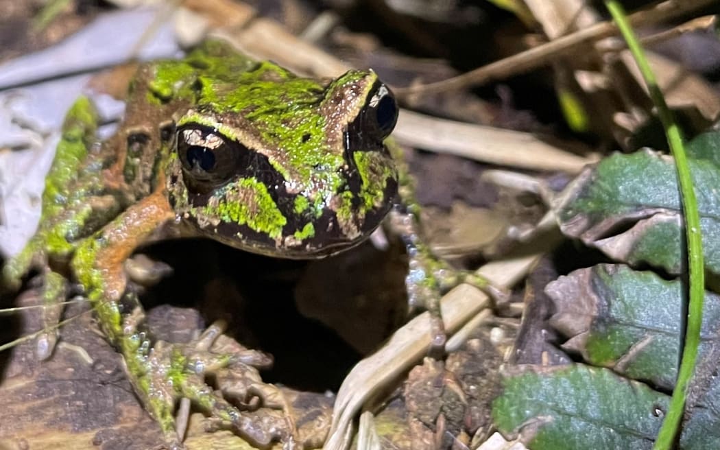An Archey's frog