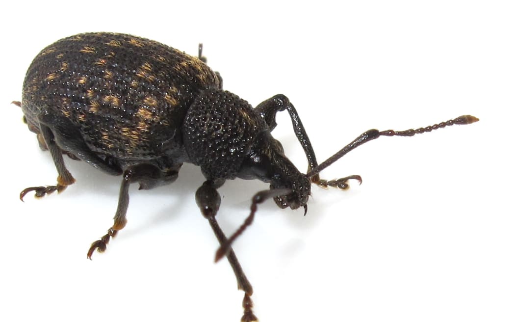 WEEVIL