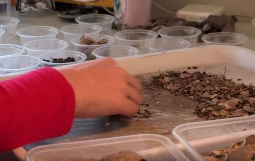 Archaeologists sort through items found along the route of the new expressway being built on the Kapiti Coast.