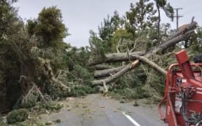 Trees down in heavy rain near Whangārei